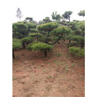 长沙黑松