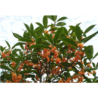 湖南桂花树 