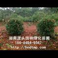 湖南长沙优质红叶石楠球批发 