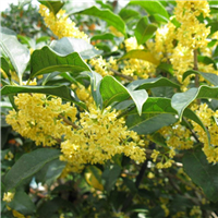 湖南桂花树 