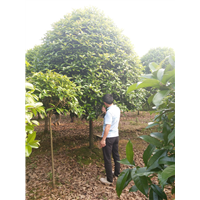 长沙桂花树批发