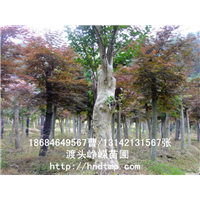 湖南苗木批发