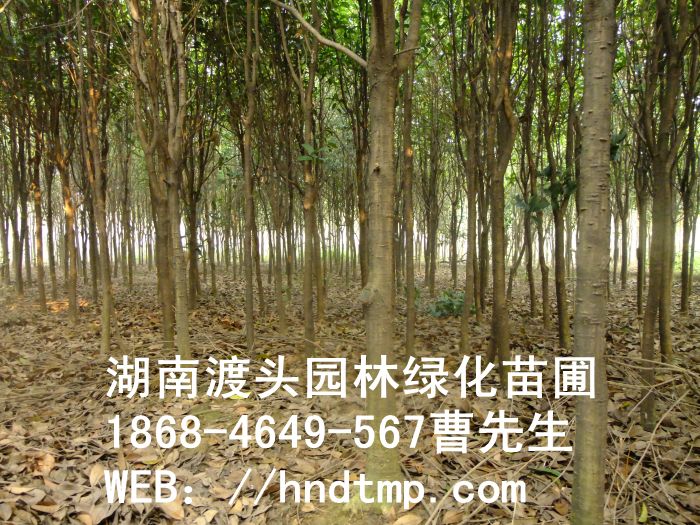 湖南桂花树批发 