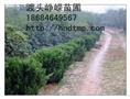 湖南龙柏价格-龙柏信息 