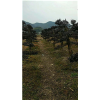 紫玉兰批发-优质紫玉兰