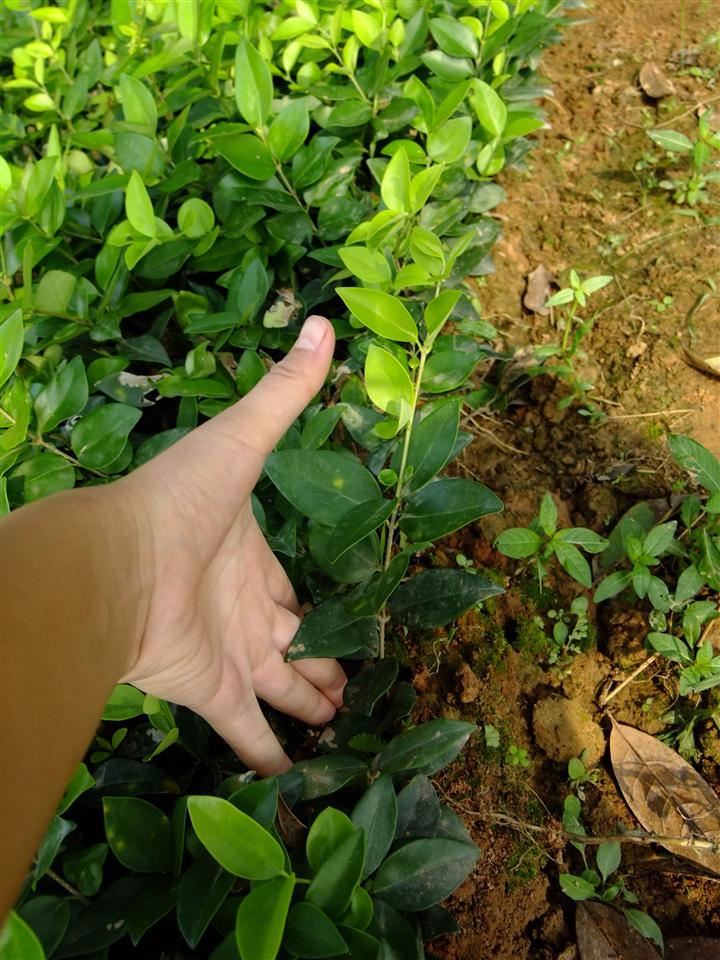 湖南金木女贞工程苗基地 