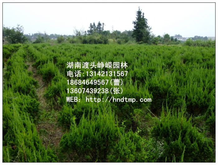 湖南龙柏价格-龙柏4