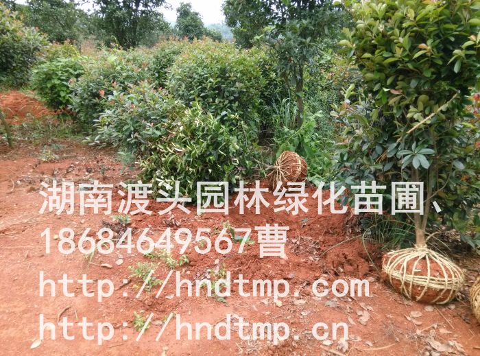 销售湖南红叶石楠-红叶石楠4 