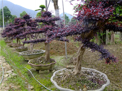 长沙红花继木桩景