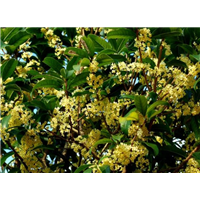 湖南桂花树