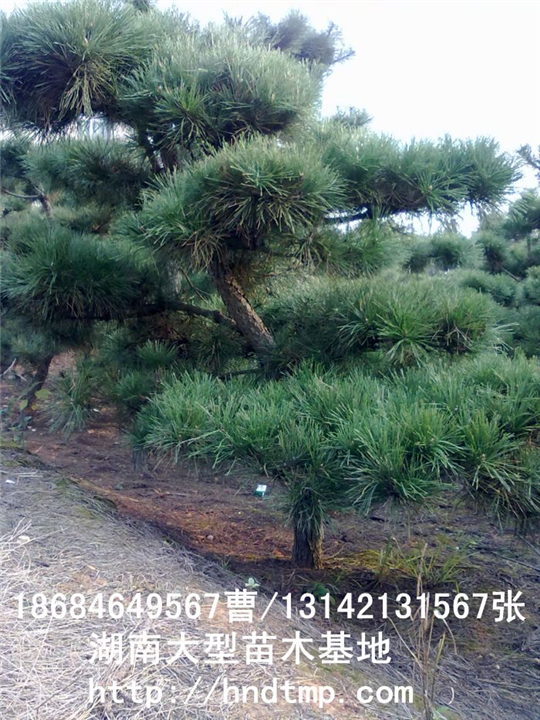 长沙批发黑松苗木 