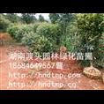 销售湖南红叶石楠-红叶石楠4 