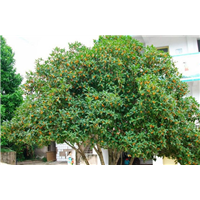 湖南桂花树