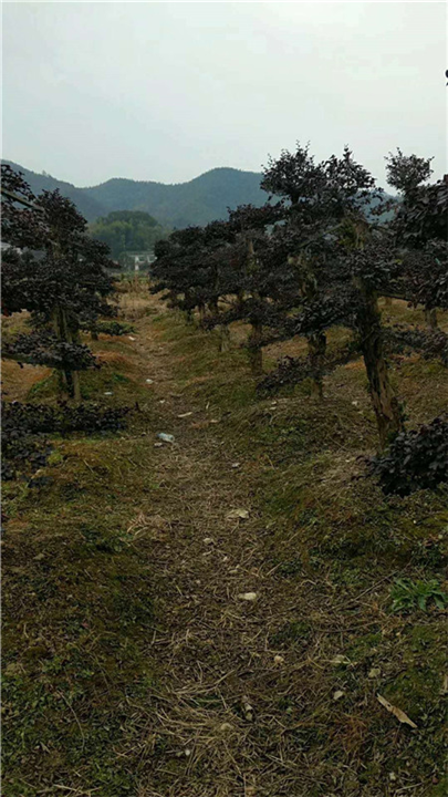 紫玉兰批发-优质紫玉兰