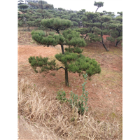 长沙黑松批发 