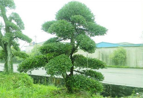 长沙造型榆树