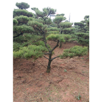 湖南桂花树