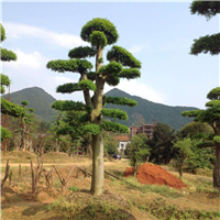 造型榆树