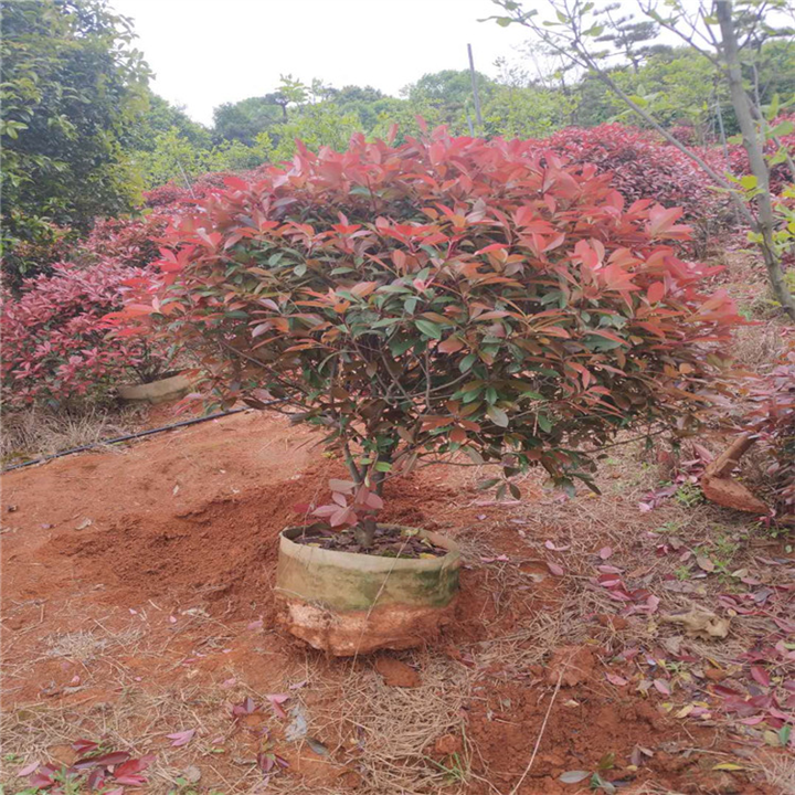 供应红叶石楠袋苗