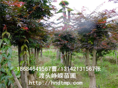 长沙红枫苗木记得