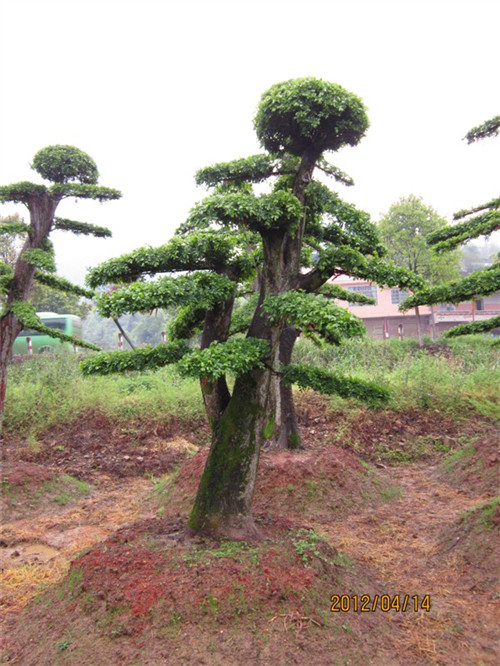 长沙造型榆树销售