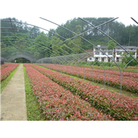 长沙红叶石楠