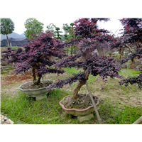 长沙红花继木桩景