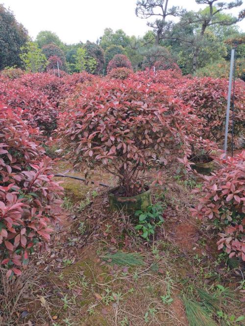 湖南长沙苗圃批发红叶石楠球袋苗 