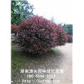 红叶石楠球 