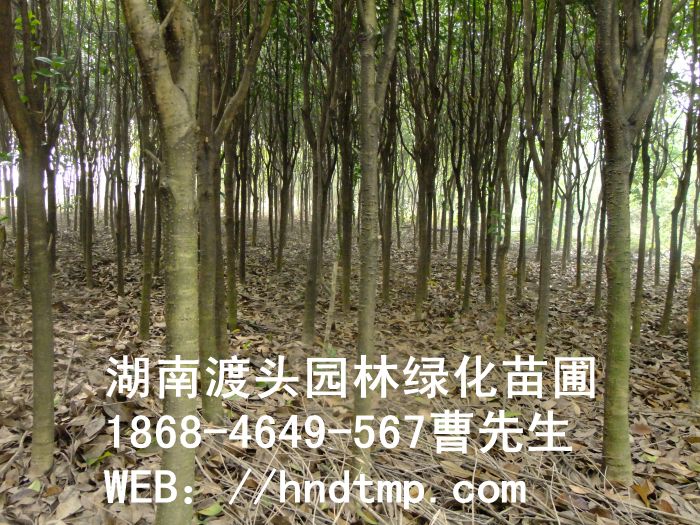 出售湖南桂花树4-8CM 