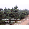长沙黑松-信息2 