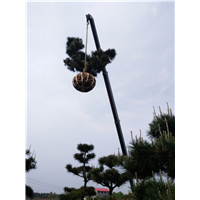 长沙桂花树批发
