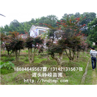 长沙红枫桩景批发