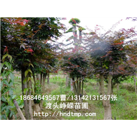 长沙红枫苗木记得