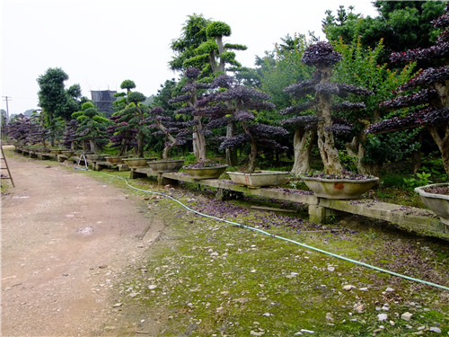 长沙红花继木桩景