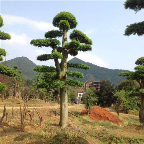 湖南造型榆树