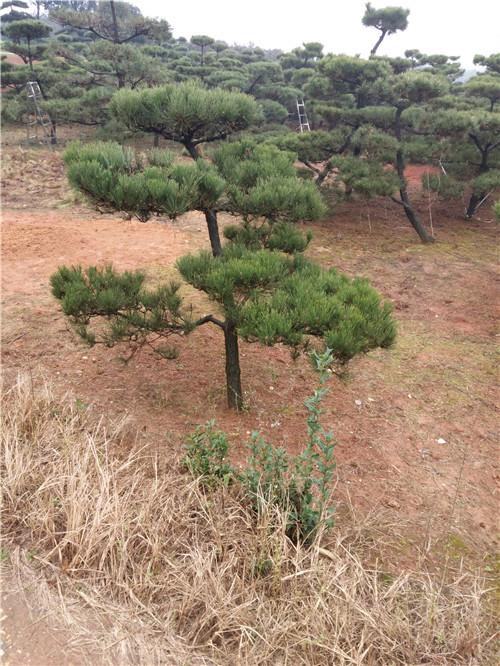 湖南造型黑松