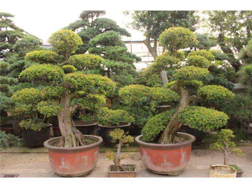 长沙造型榆树 