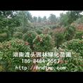 贵州红叶南球批发 