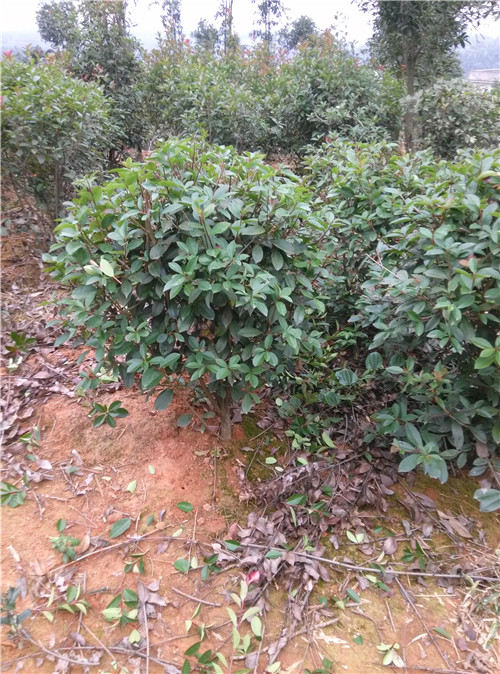 长沙红叶石楠球批发