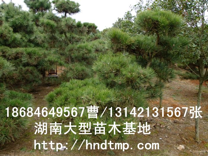 长沙黑松批发信息-1 