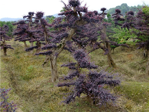 长沙红花继木桩景
