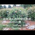 长沙红叶石楠球批发 
