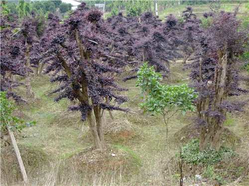 长沙红花继木桩景