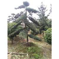 湖南罗汉松-优质造型罗汉松
