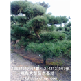 长沙批发黑松苗木 