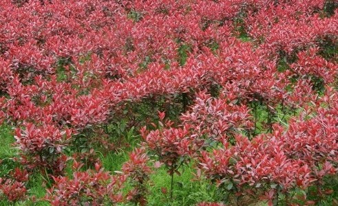 湖南红叶石楠批发-红叶石楠2