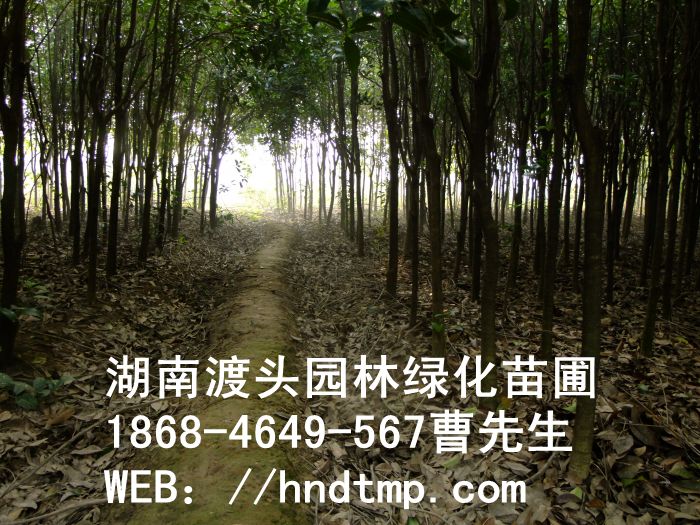 湖南桂花树批发-桂花树6 