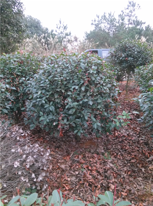 长沙红叶石楠球批发