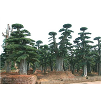 湖南造型榆树